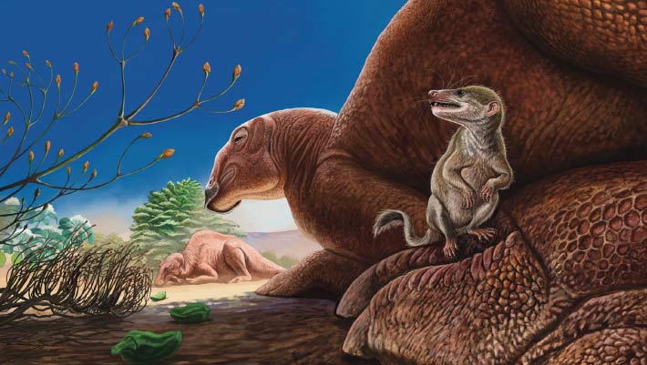 90-Million-Year-Old Mammal Fossil Found in Gobi Desert