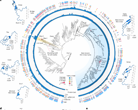 Evolution-guided protein design of IscB for persistent epigenome editing in vivo