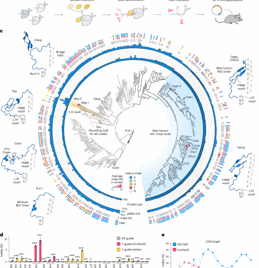 Evolution-guided protein design of IscB for persistent epigenome editing in vivo