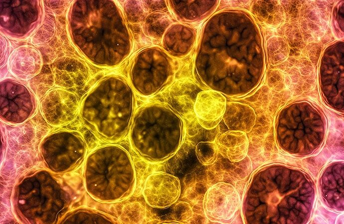 Mobility Over Metrics: A New Take on Senior Obesity