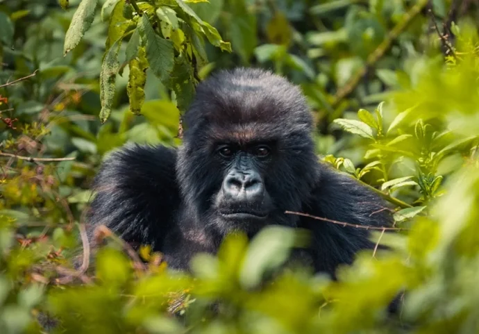 Rwanda&apos;s Tourism Sector Hits Record Highs in Economic Impact and Job Creation in 2024