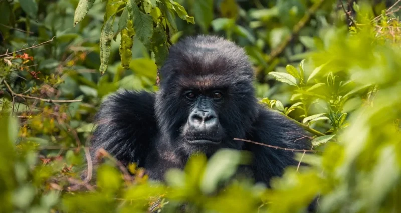 Rwanda's Tourism Sector Hits Record Highs in Economic Impact and Job Creation in 2024