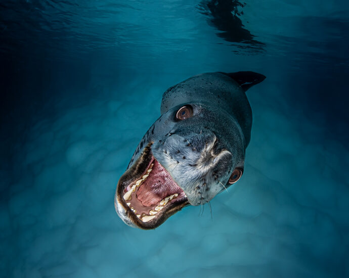 15 riveting images from the 2025 UN World Oceans Day Photo Competition