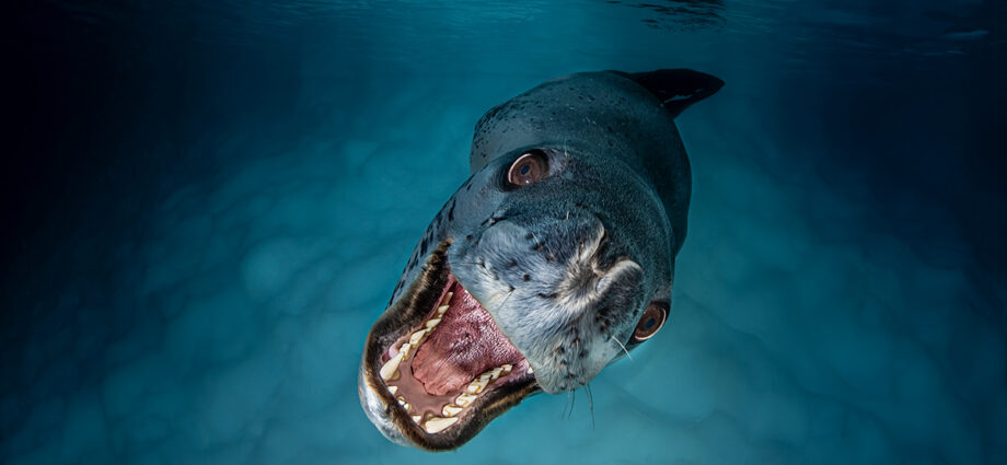 15 riveting images from the 2025 UN World Oceans Day Photo Competition