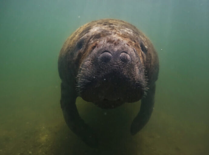 Brazil manatee hunters become advocates as village turns to ecotourism