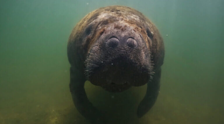 Brazil manatee hunters become advocates as village turns to ecotourism