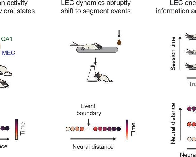 Event structure sculpts neural population dynamics in the lateral entorhinal cortex | Science