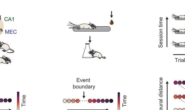 Event structure sculpts neural population dynamics in the lateral entorhinal cortex | Science