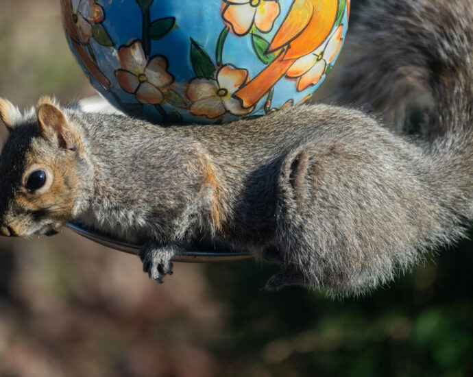 How to keep squirrels out of bird feeders