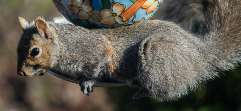 How to keep squirrels out of bird feeders
