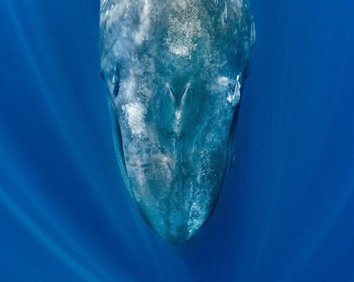 Blue whales are going eerily silent—and scientists say it’s a warning sign