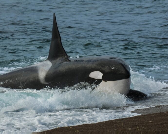 Wild orcas will sometimes offer food to humans