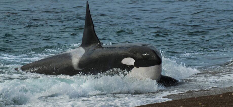 Wild orcas will sometimes offer food to humans