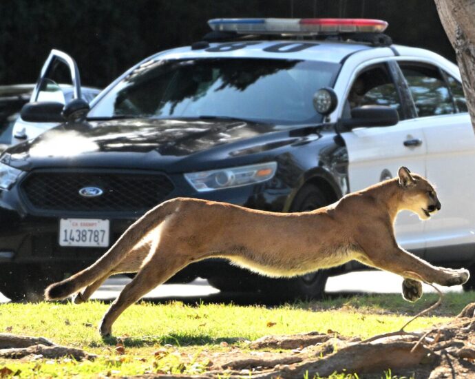 How changes in California culture have influenced the evolution of wild animals in Los Angeles