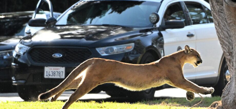 How changes in California culture have influenced the evolution of wild animals in Los Angeles