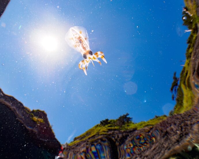 Some Baby Squids Can Go From Hatchling to Adult in Mere Hours