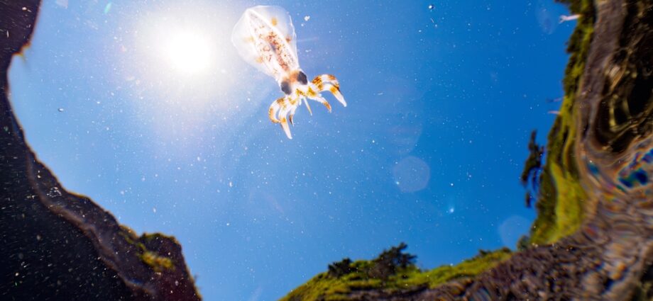 Some Baby Squids Can Go From Hatchling to Adult in Mere Hours