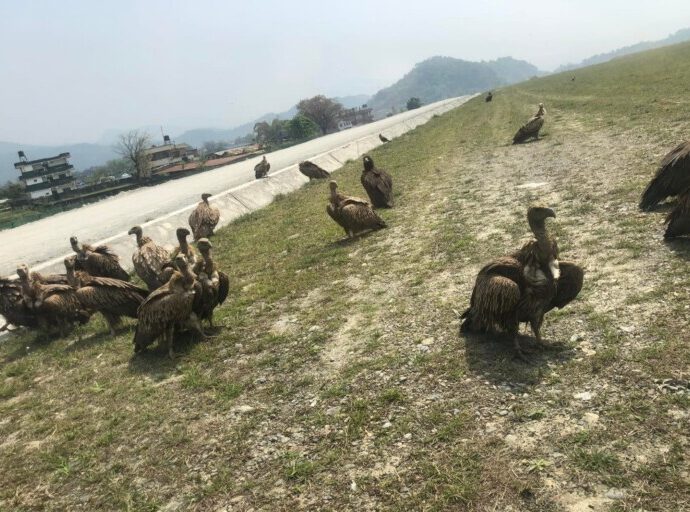 The man fighting to keep vultures and planes safe from each other in Nepal’s Pokhara