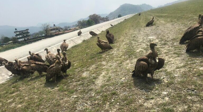 The man fighting to keep vultures and planes safe from each other in Nepal’s Pokhara