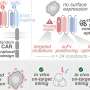 AI-informed approach to CAR design enhances bi-specific CAR T cells