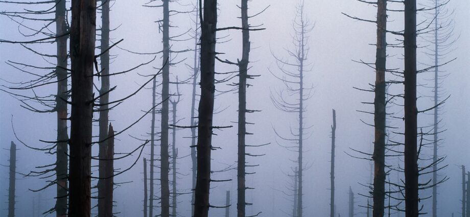 Acid Rain