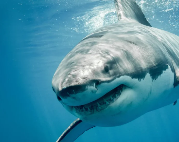 Great white sharks have a DNA mystery science still can’t explain