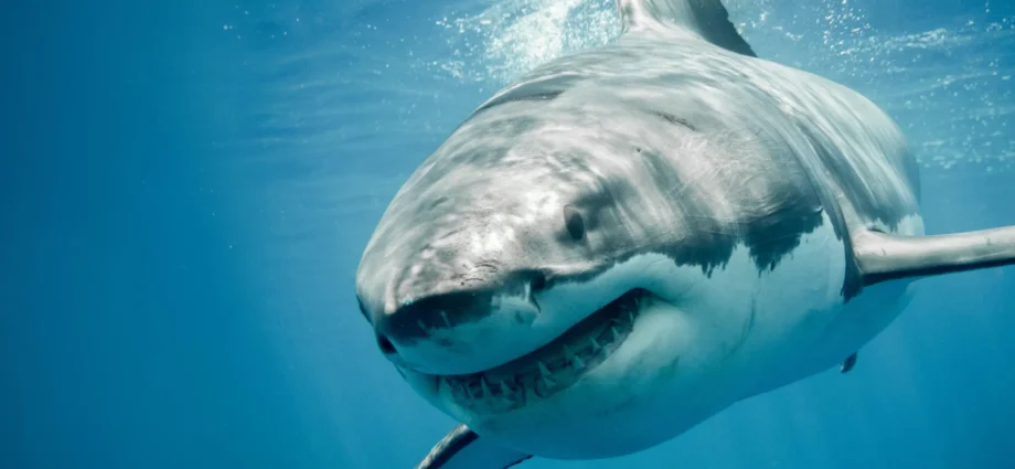 Great white sharks have a DNA mystery science still can’t explain