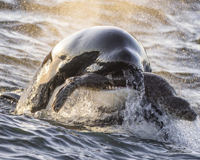 16 breathtaking images from the 2025 Ocean Photographer of the Year contest