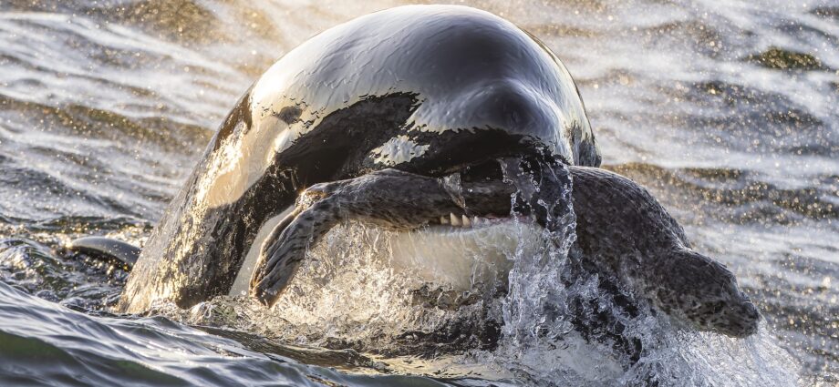 16 breathtaking images from the 2025 Ocean Photographer of the Year contest