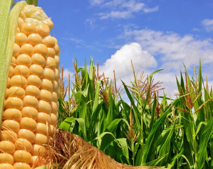 Corn gets gassy when it feels too crowded