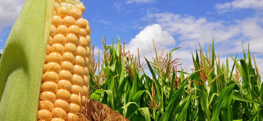 Corn gets gassy when it feels too crowded