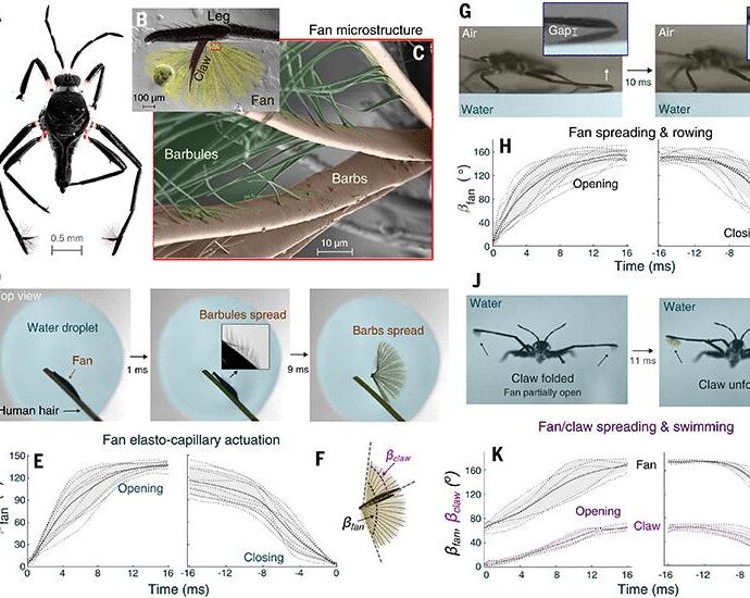 Ultrafast elastocapillary fans control agile maneuvering in ripple bugs and robots | Science