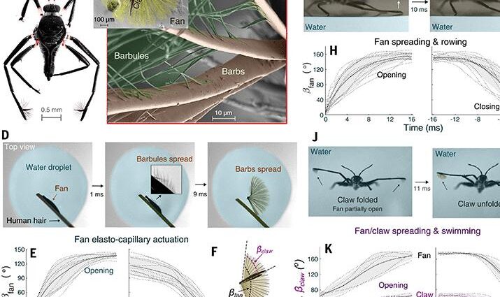 Ultrafast elastocapillary fans control agile maneuvering in ripple bugs and robots | Science