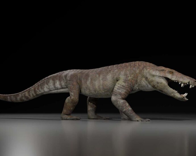 Ancient crocodile relative could have ripped dinosaurs apart