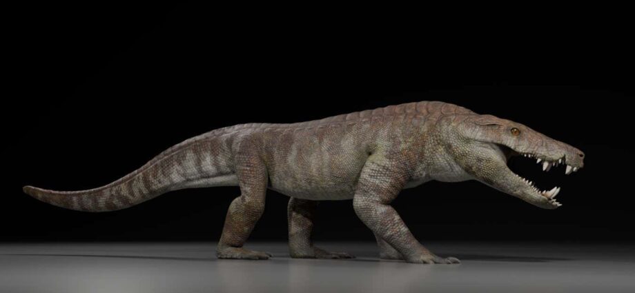 Ancient crocodile relative could have ripped dinosaurs apart