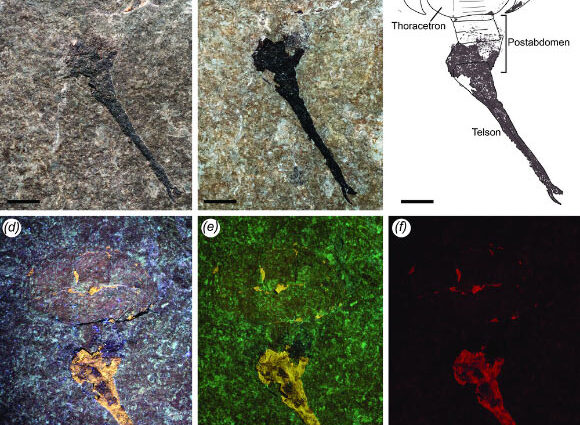 Paleontologist Discovers First Known Silurian Horseshoe Crab