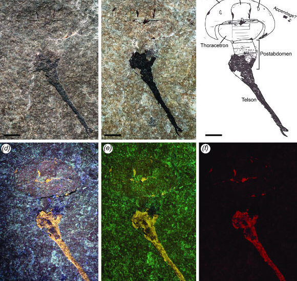 Paleontologist Discovers First Known Silurian Horseshoe Crab