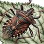 Positive results revealed from first prospective trial in heart failure due to Chagas disease