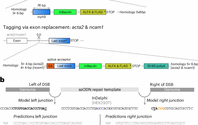 Pythia provides deep learning-driven precision in CRISPR–Cas9 genome engineering