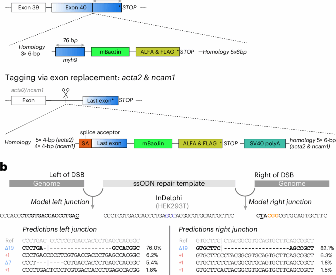 Pythia provides deep learning-driven precision in CRISPR–Cas9 genome engineering