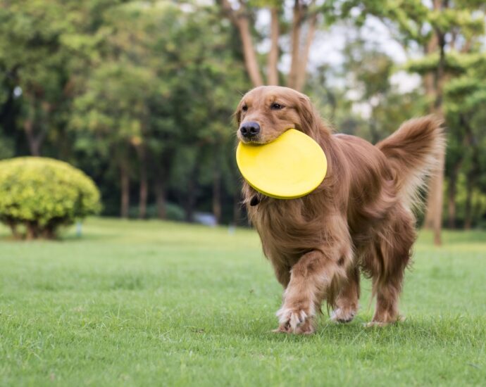 Golden retrievers help scientists pinpoint a deadly heart mutation