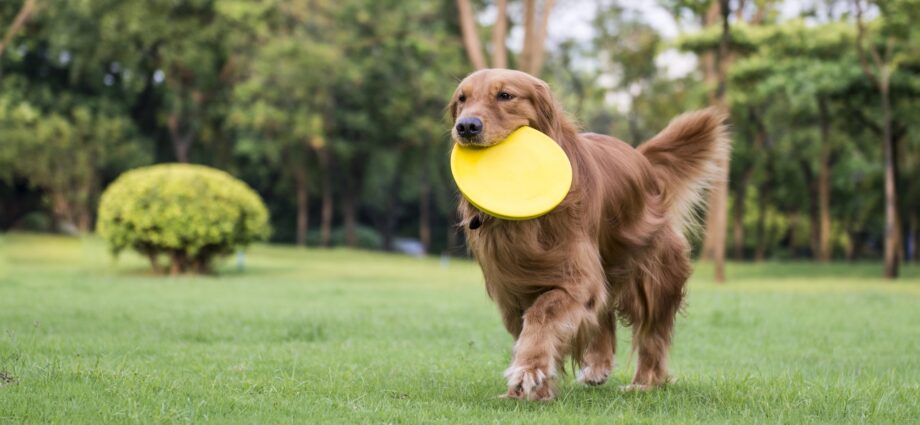 Golden retrievers help scientists pinpoint a deadly heart mutation