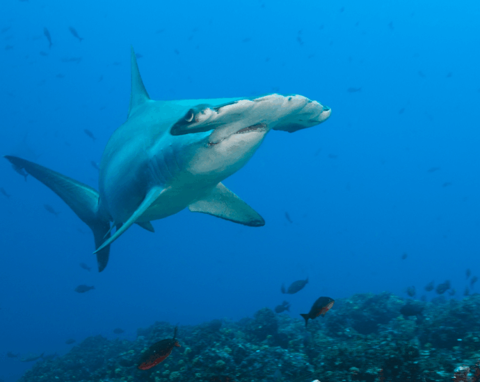 Endangered shark meat keeps ending up on store shelves