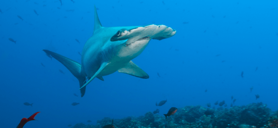 Endangered shark meat keeps ending up on store shelves