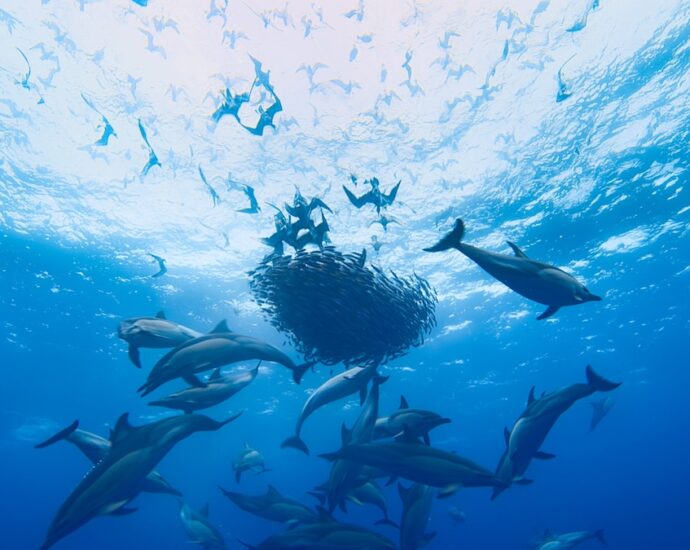 A feast for the eyes—and for dolphins. Here’s the wondrous way bait balls form.