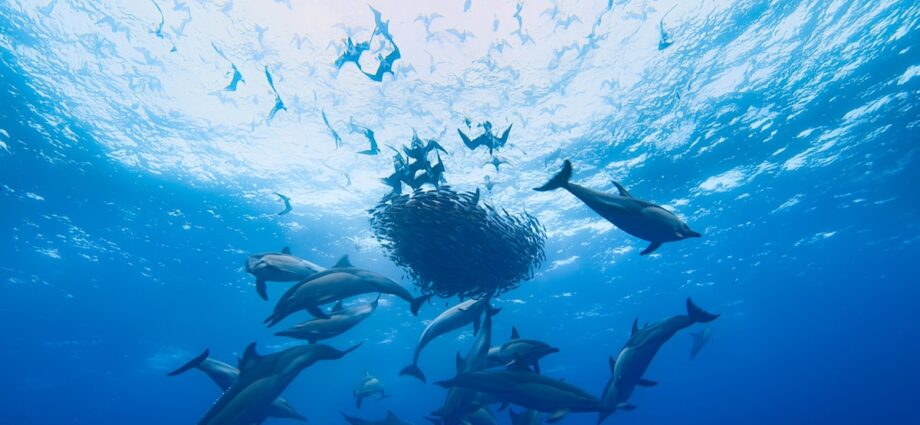 A feast for the eyes—and for dolphins. Here’s the wondrous way bait balls form.
