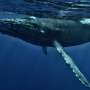 Longer body size means more female calves for baleen whale moms, contrary to popular hypothesis