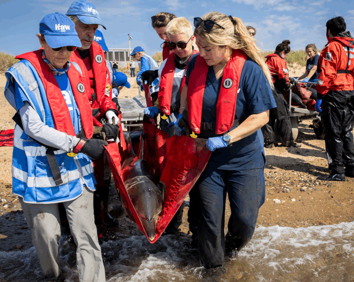 11 dolphins stranded in Cape Cod rescued by nonprofit