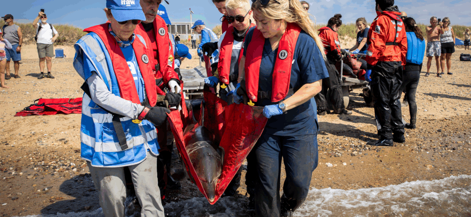 11 dolphins stranded in Cape Cod rescued by nonprofit