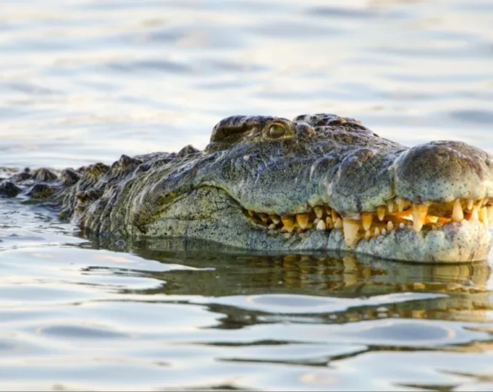 Veteran Canoe Guide Killed In Zambezi River Crocodile Horror